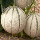 No.8 Red Cantaloupe Hybrid, 50 Seeds