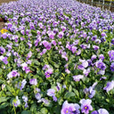 Hezhichun Pansy 'Firmament', 30 Seeds