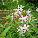 Bouncing Bet Seeds, 200 Seeds