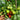 725 Dwarf Mickey Mouse Tomato, 5 Seeds