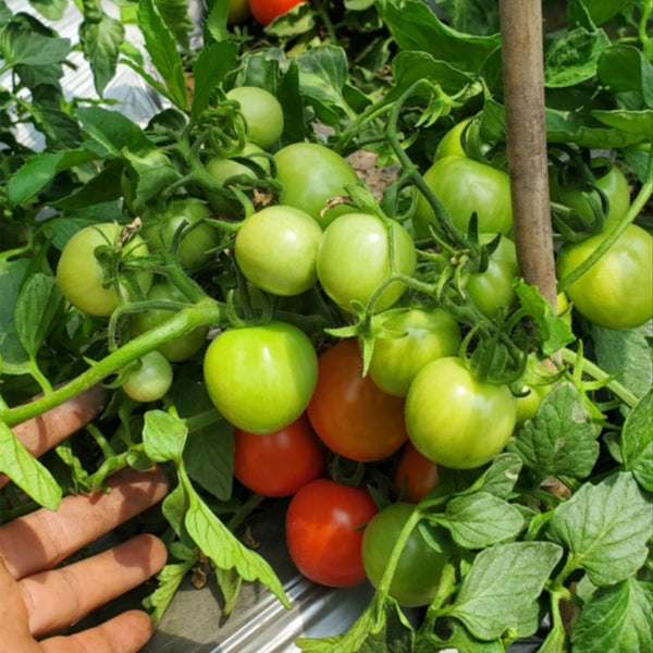 725 Dwarf Mickey Mouse Tomato, 5 Seeds