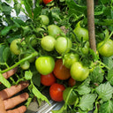 725 Dwarf Mickey Mouse Tomato, 5 Seeds