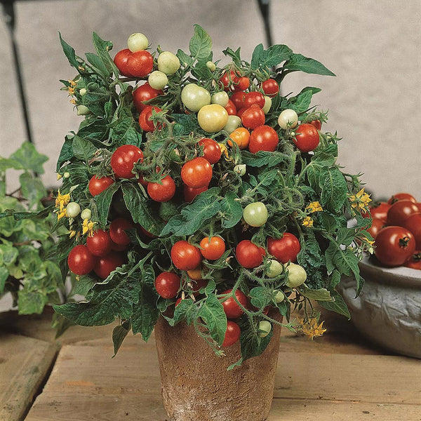 1092 Micro Tom Tomato, 5 Seeds