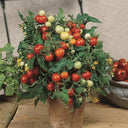 1092 Micro Tom Tomato, 5 Seeds