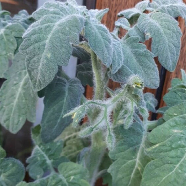 751 Rabbit Jump Tomato, 3 Seeds