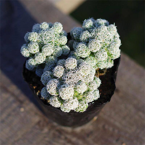 Mammillaria gracilis fragilis 'Thimble Cactus', 3-4cm