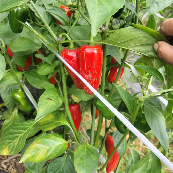 Sausage Pepper Seeds, 0.3g