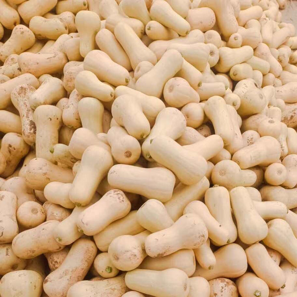 Creamy Pumpkin, 10 Seeds