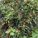 Colorful Bullet Pepper Seeds, 2g
