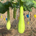 Giant Kan Gua Squash, 10 Seeds