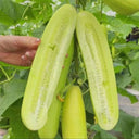 Spineless Creamy Cucumbers Seeds, 50 Seeds