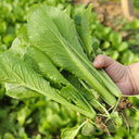 Four Seasons Bok Choy Seeds, 10g