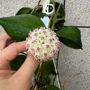Hoya 'Wonder', 3 Cuttings