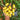 546 Transparent Drop Tomato, 5 Seeds