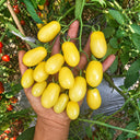 546 Transparent Drop Tomato, 5 Seeds