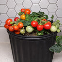 202 Nina Neutron Micro Dwarf Tomato, 5 Seeds