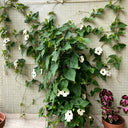 White Sunrise Black Eyed Susan Vine, 5 Seeds