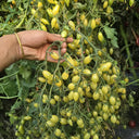 2025 Sweet Brush F5 Tomato, 5 Seeds