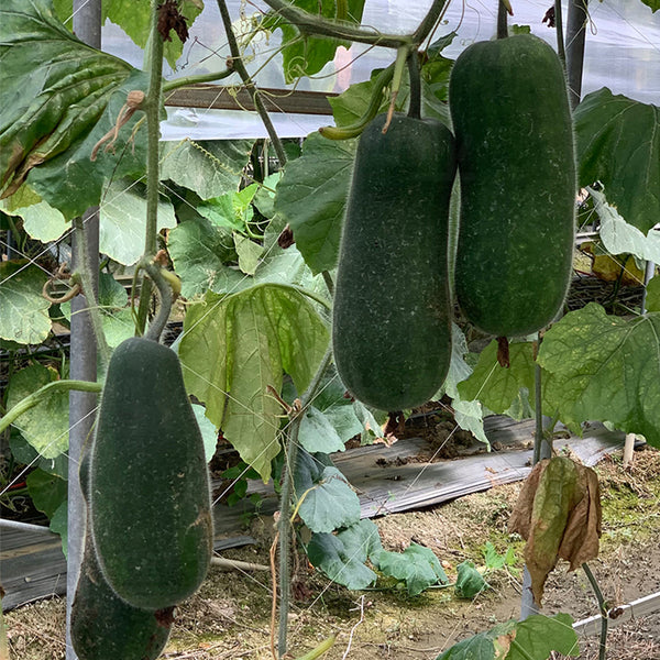 Yueguang Wax Gourd Seeds, 20g