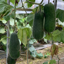 Yueguang Wax Gourd Seeds, 20g