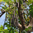 Golden Shower Tree, 10 Seeds