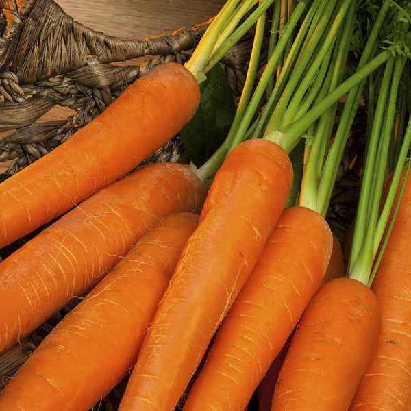 'Zhongyu 1870 F1' Carrot Seeds, 5g
