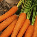'Zhongyu 1870 F1' Carrot Seeds, 5g