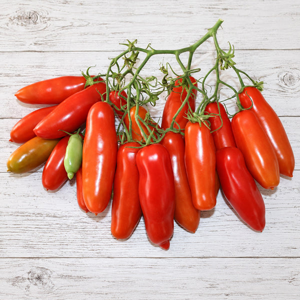 440 Jelly Bean Long Tomato, 5 Seeds