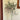 Olive Tree, 20 Seeds