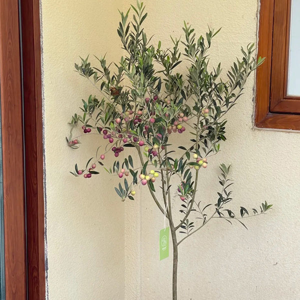 Olive Tree, 20 Seeds
