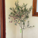 Olive Tree, 20 Seeds