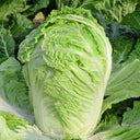Improved Qingza No.3 Chinese Cabbage Seeds, 5 × 4g Bags