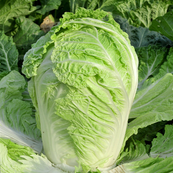 Improved Qingza No.3 Chinese Cabbage Seeds, 5 × 4g Bags