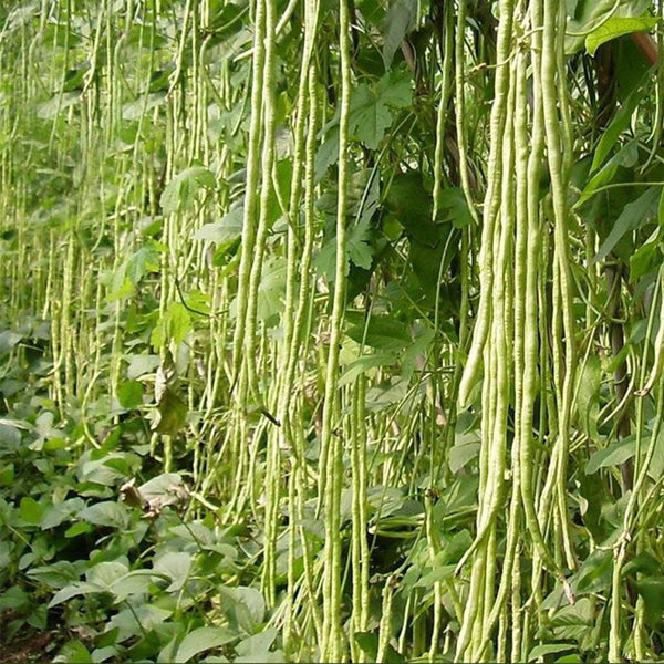 Yapajia 28-2 Yardlong Bean Seeds, 5 × 5g Bags