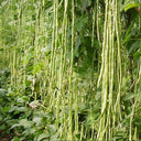 Yapajia 28-2 Yardlong Bean Seeds, 5 × 5g Bags