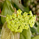 Hoya UT-033, 5 Cuttings