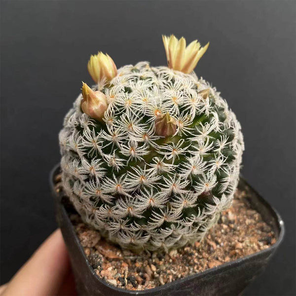 Mammillaria duwei, 3-4cm