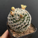 Mammillaria duwei, 3-4cm