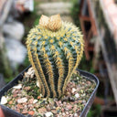 Frailea aurea, 2-3cm