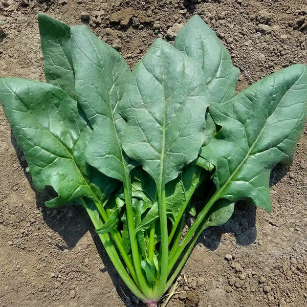 Japanese Large-Leaf Spinach Seeds, 50g