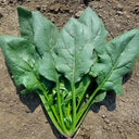 Japanese Large-Leaf Spinach Seeds, 50g