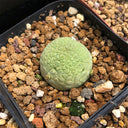 Pseudolithos migiurtinus Live Cactus