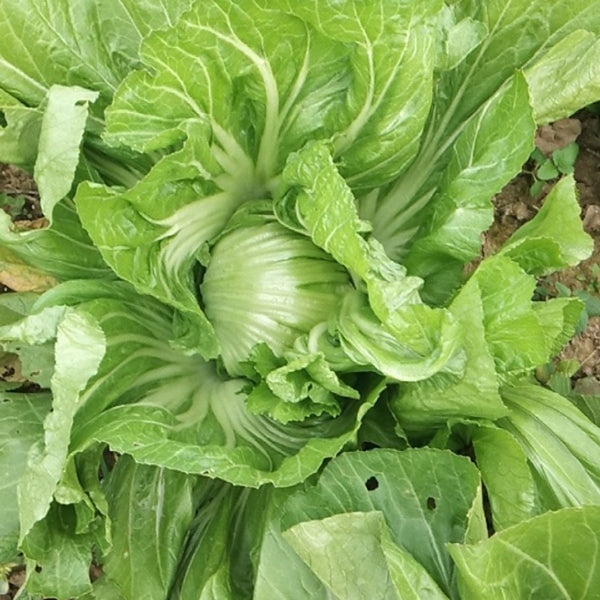 Jinlei Mustard Cabbage, 10g