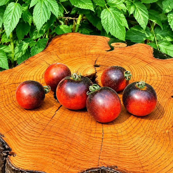 149 Woolly Kate Red Tomato, 5 Seeds