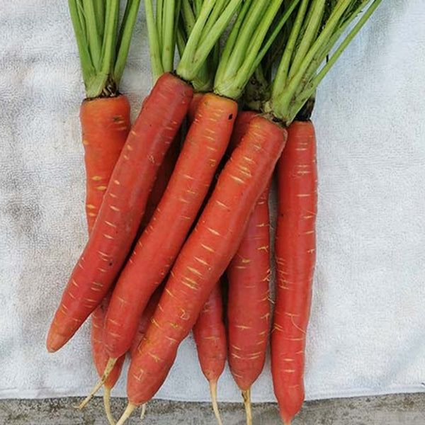 'Beauty Finger' Carrot Seeds, 10g