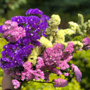 Wavyleaf Sea Lavender (mixed) Seeds, 200 Seeds