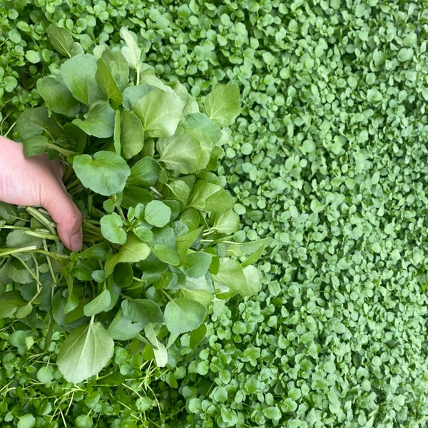 Watercress, 1000 Seeds
