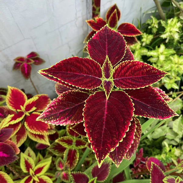 Garden Coleus Mixed Seeds, 200 Seeds