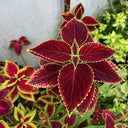 Garden Coleus Mixed Seeds, 200 Seeds