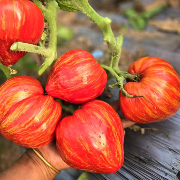 'Dwarf Stone Creek Heart' Tomato Seeds, 5 Seeds